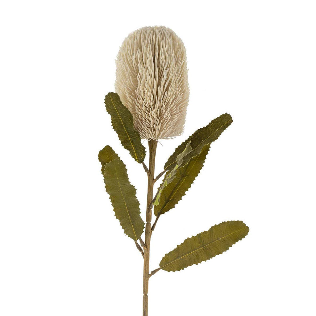 Banksia Floral Stem Cream - IN STORE PICKUP ONLY