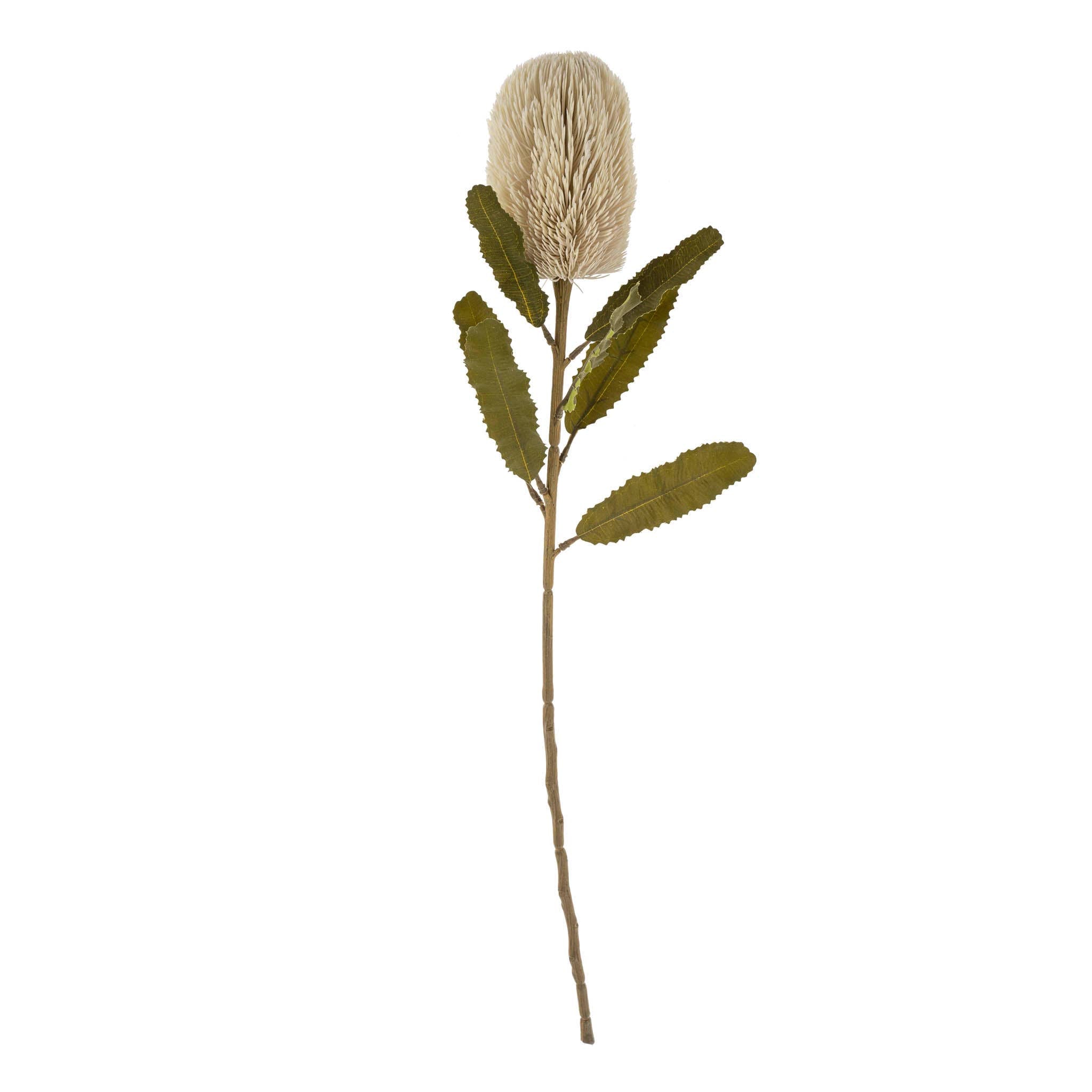 Banksia Floral Stem Cream - IN STORE PICKUP ONLY